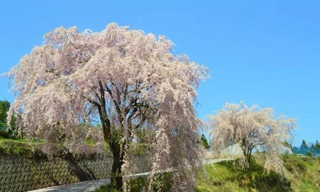 2019041215550568151613351118.jpg b8a6705f205e4a8bb350c120f9b5bd56.jpg