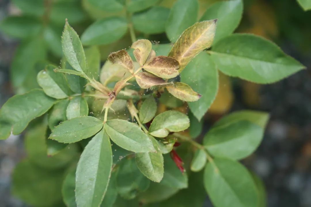 2022111816687373841009449590.jpg 微信圖片_20221118100146.jpg